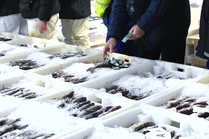 Fish Market From Video 1 Edited TL